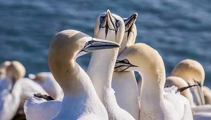 kaiyun登录入口-利物浦在足总杯中止步四分之一决赛，利物浦足总杯夺冠历史