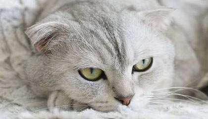 kaiyun体育综合-快船计划组织封闭战术演练提升配合度，快船模式