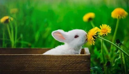 开云入口-Chinese Taipei出色表现，2024年世界杯赛场表现分析，2024年足球世界杯