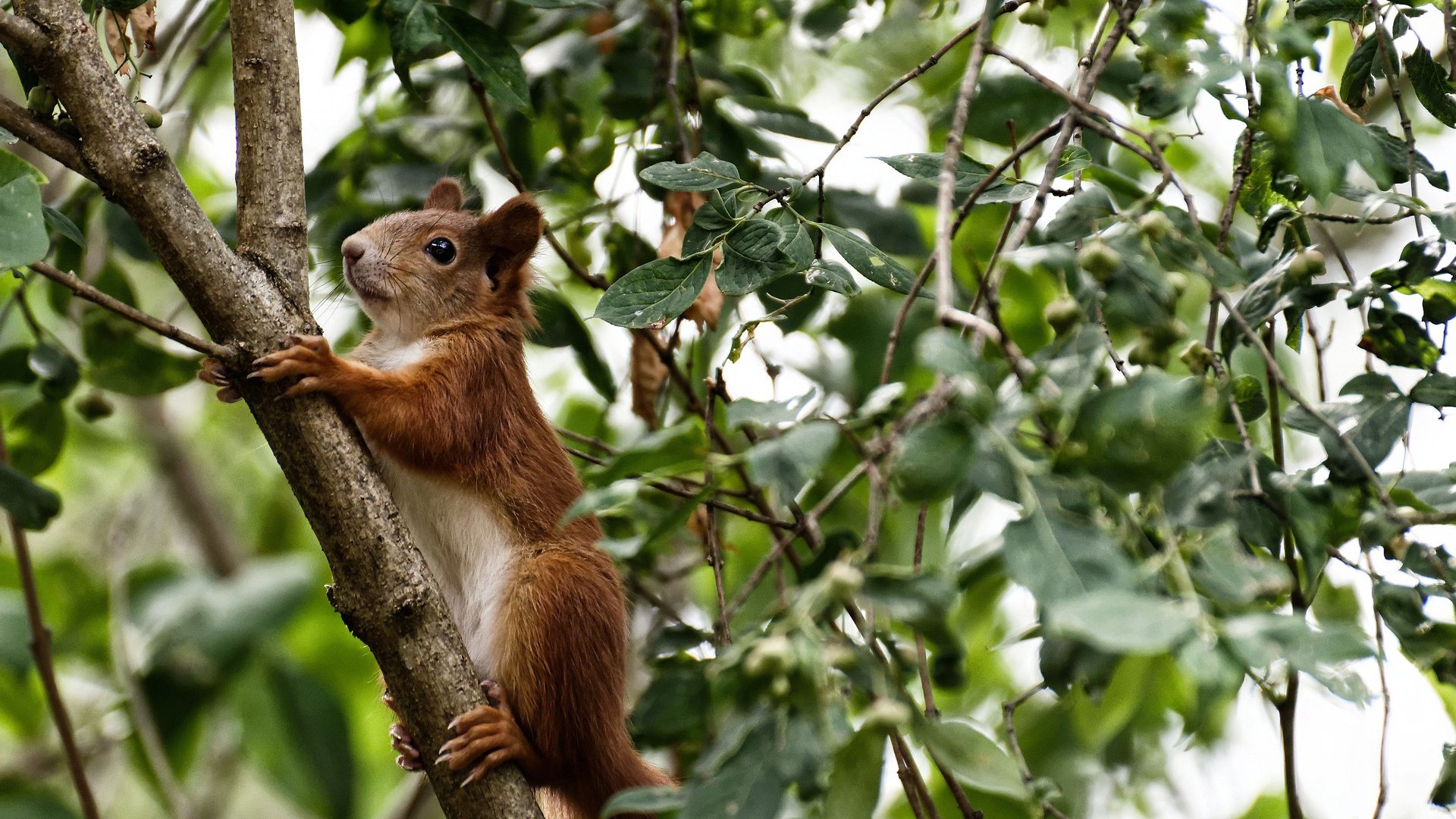 德甲青训项目视觉注意力训练对空间感知的影响，视觉注意稳定训练