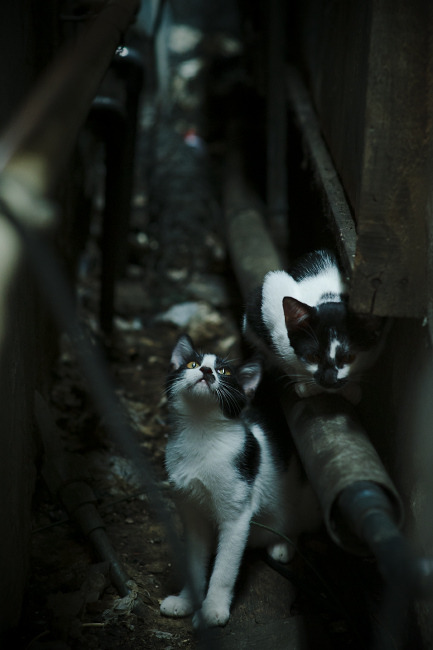 佛罗伦萨强化高空争顶形成压制态势，佛罗伦萨最高点