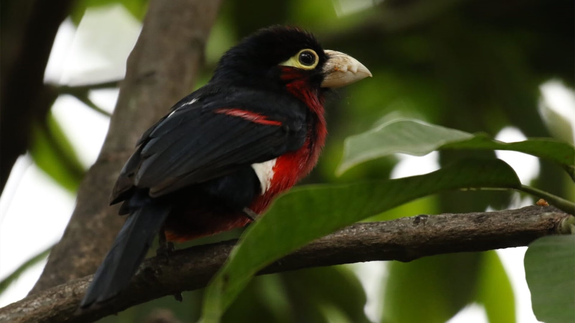 kaiyun体育app-得分高潮是否常常伴随节奏加速阶段，高潮分为几个等级