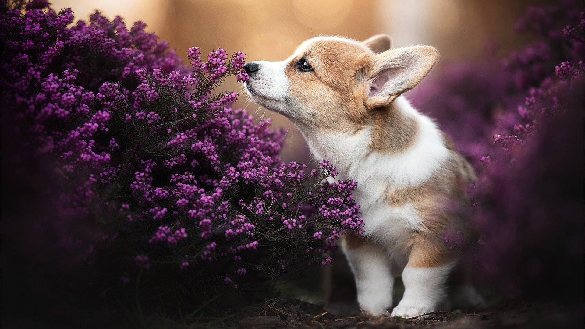 多方媒体盛赞球队防线表现称其为本赛季最具韧性的后防组合,足坛后防线排名