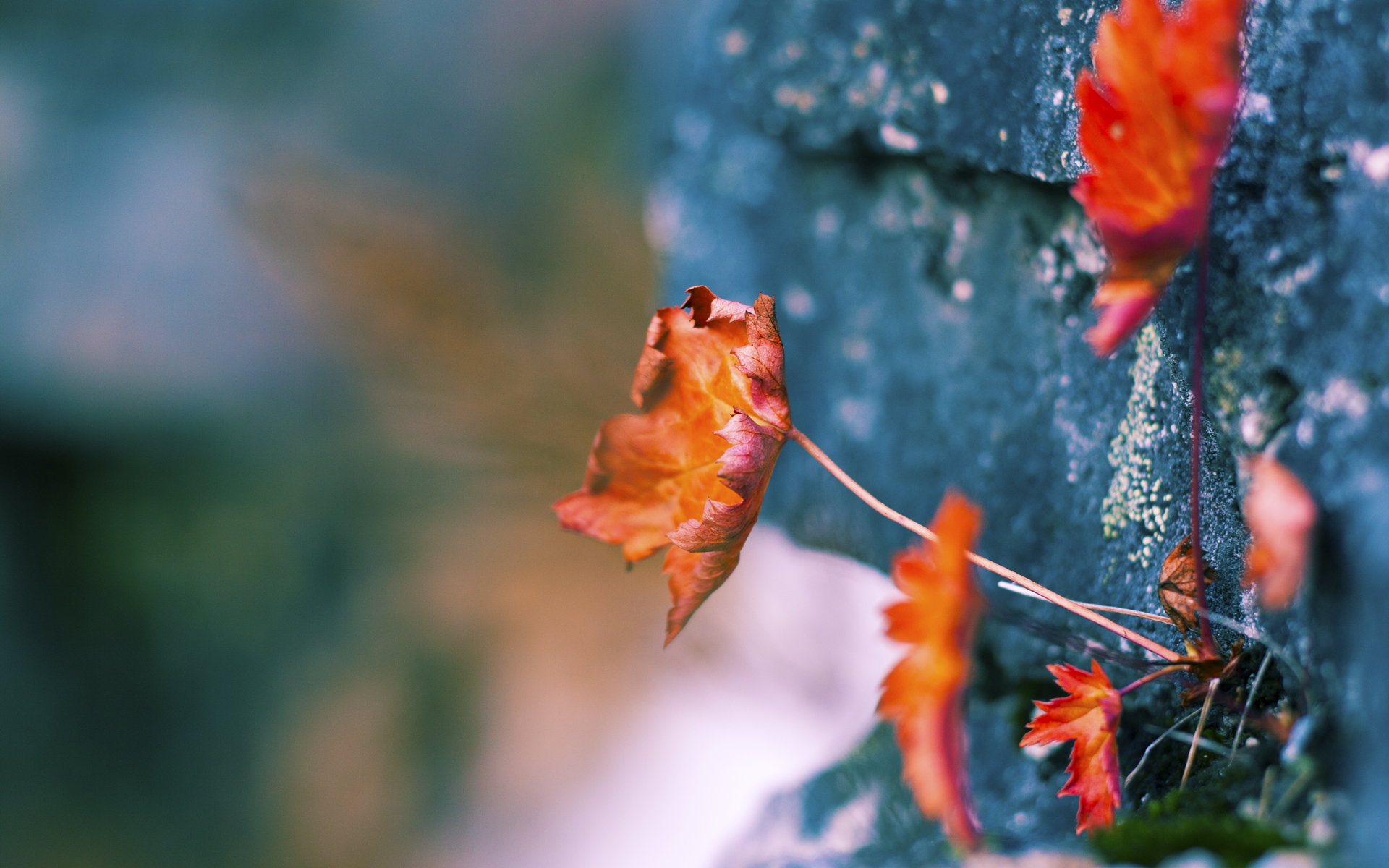 巴尔：全黑队中场的“支柱”，他的防守让对手无从突破