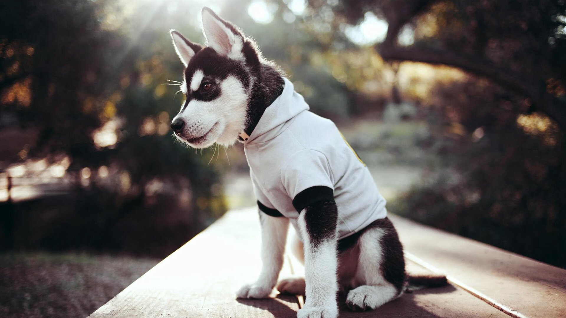 意甲攻守新高度:速度、配合、战术完美结合!,意甲各队最新关系