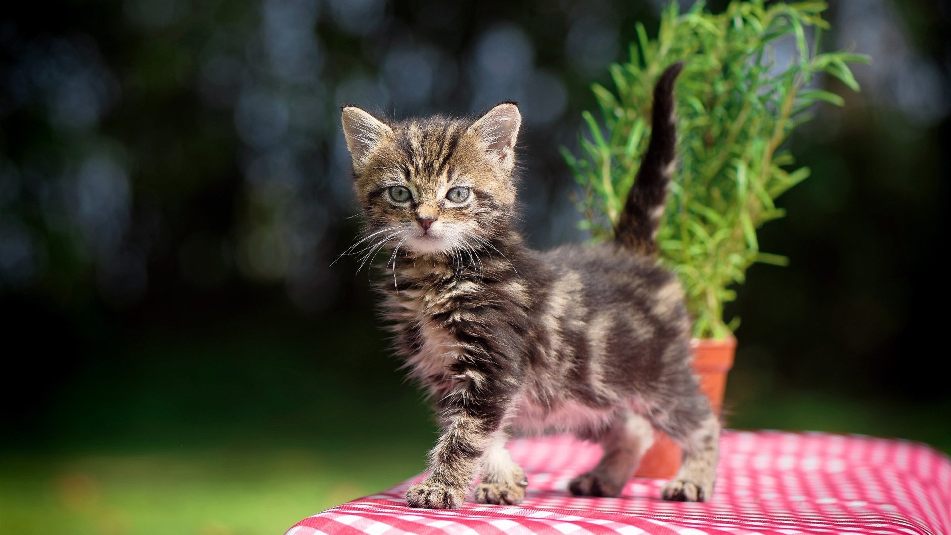 杰克·阿莱克西蝶泳50米决赛惊艳亮相