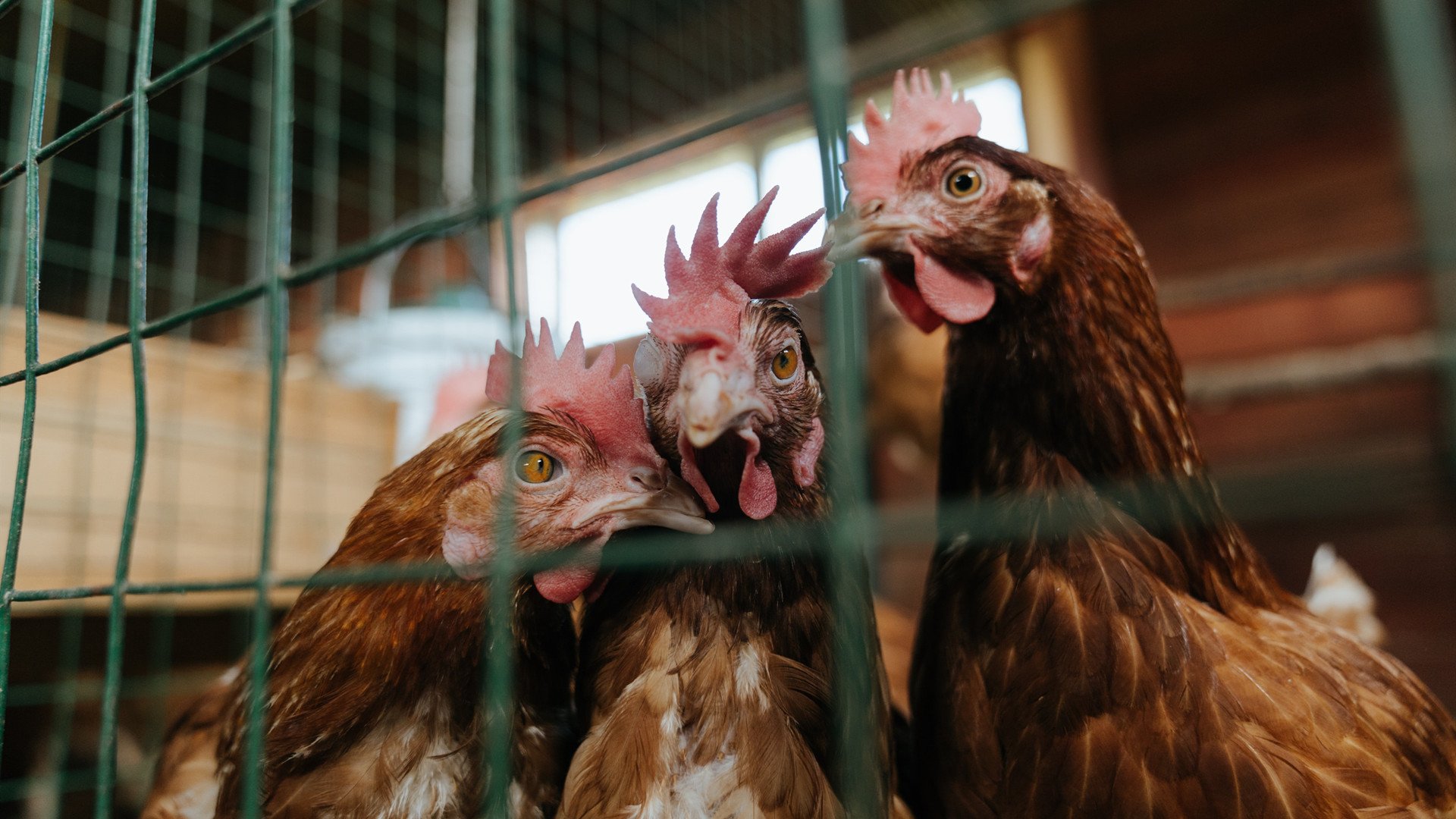 开云网页版-英超对决：最后一分钟的天外飞仙，英超经典对决